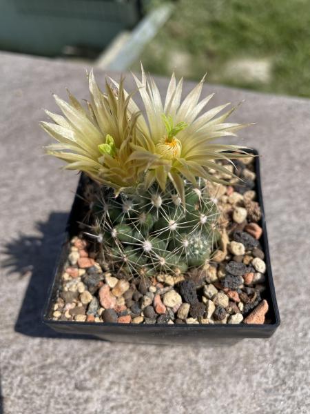 Escobaris missouriensis